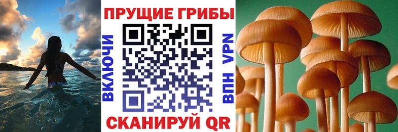 Галлюциногенные грибы мицелий наркота Окуловка